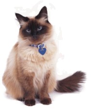 cat with collar and ID tag